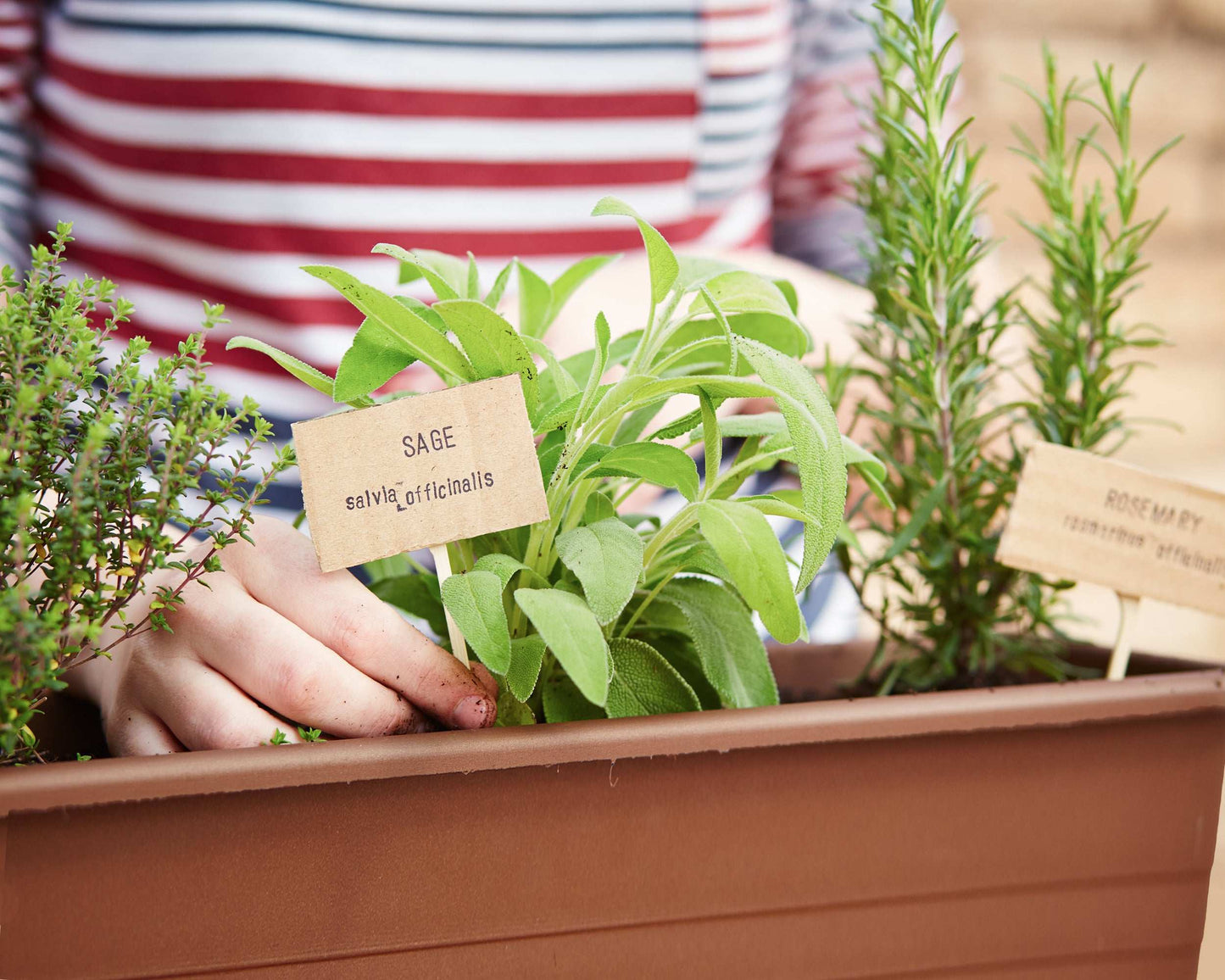 Set of 2 Rosemary Plants Grown Naturally Quart Pots