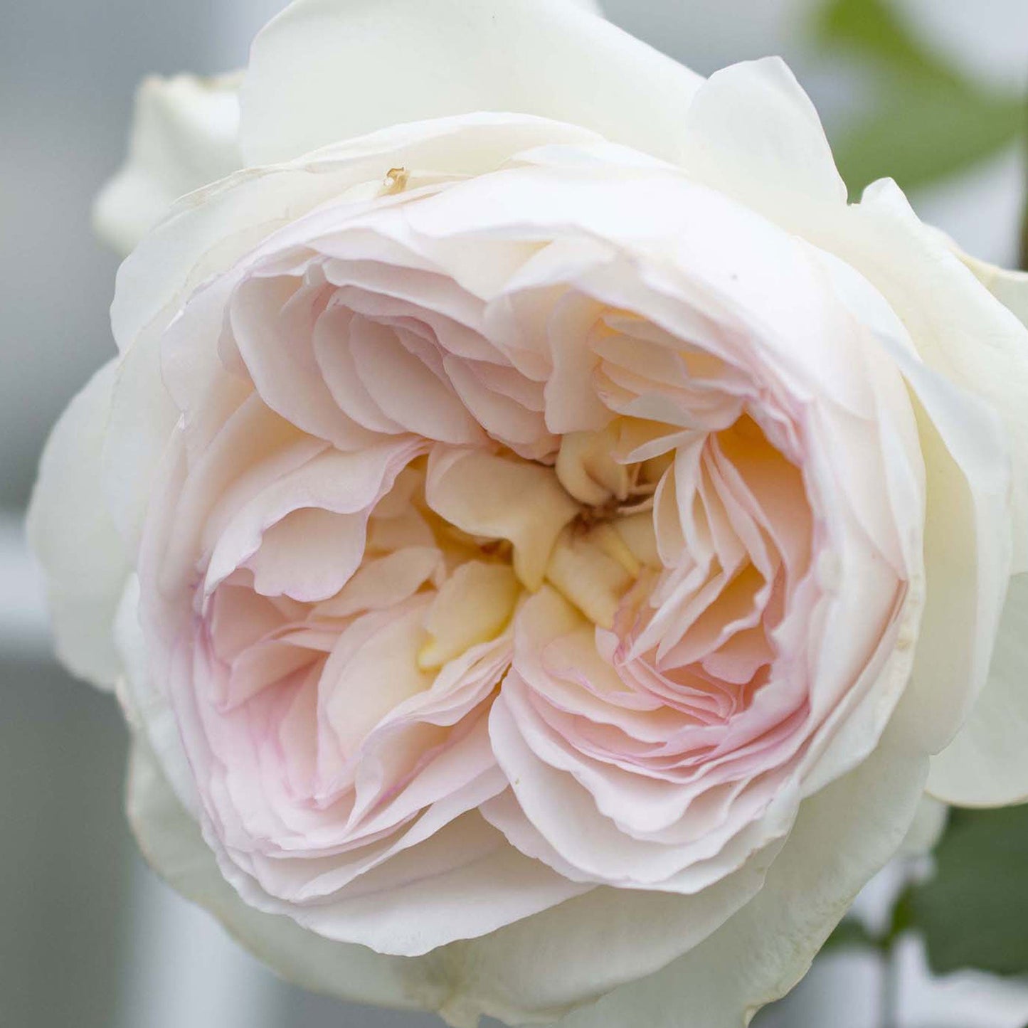 Bolero Floribunda Rose 1.5 gallon Pot