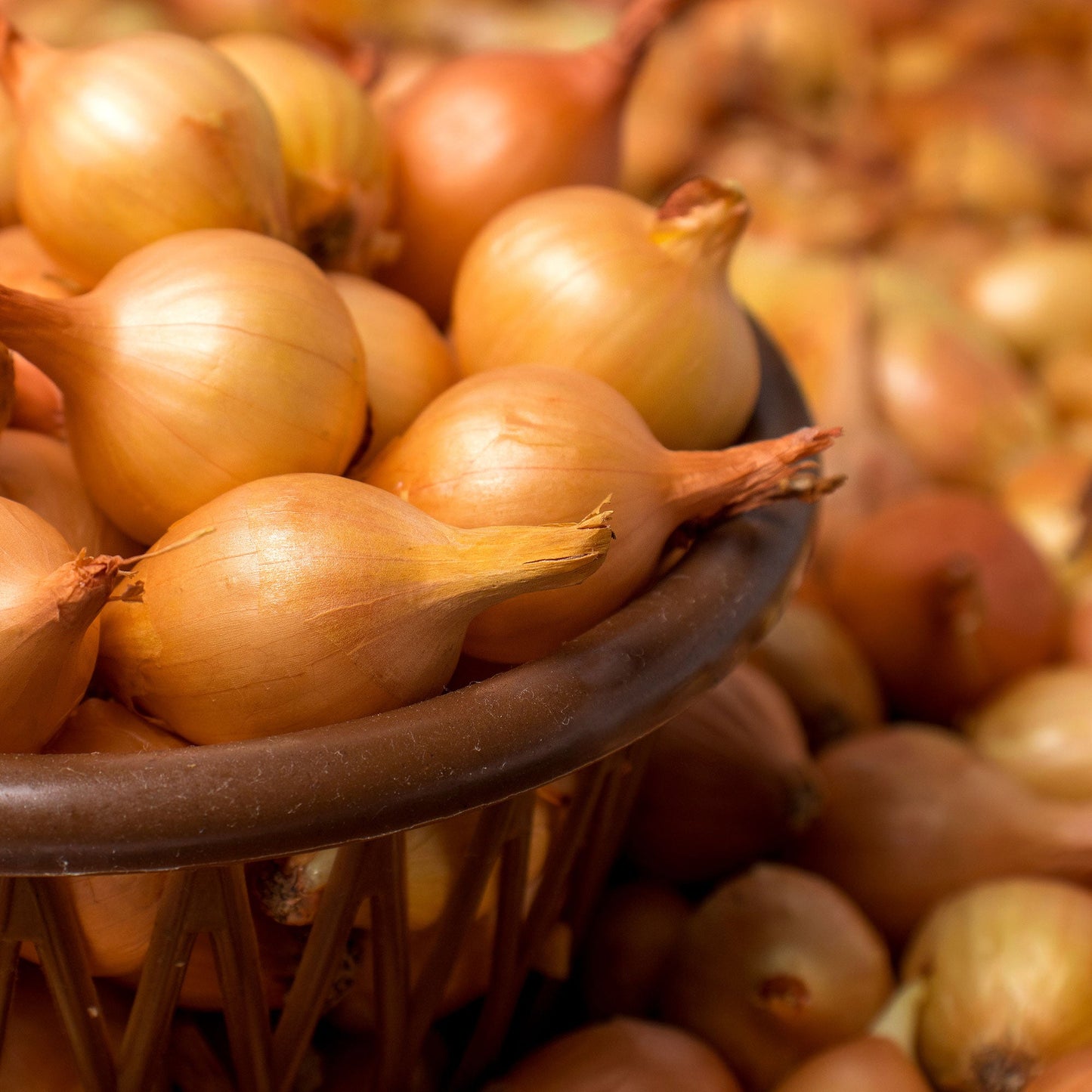 Mixed White & Yellow Onion Sets 1 Lb. Non-GMO
