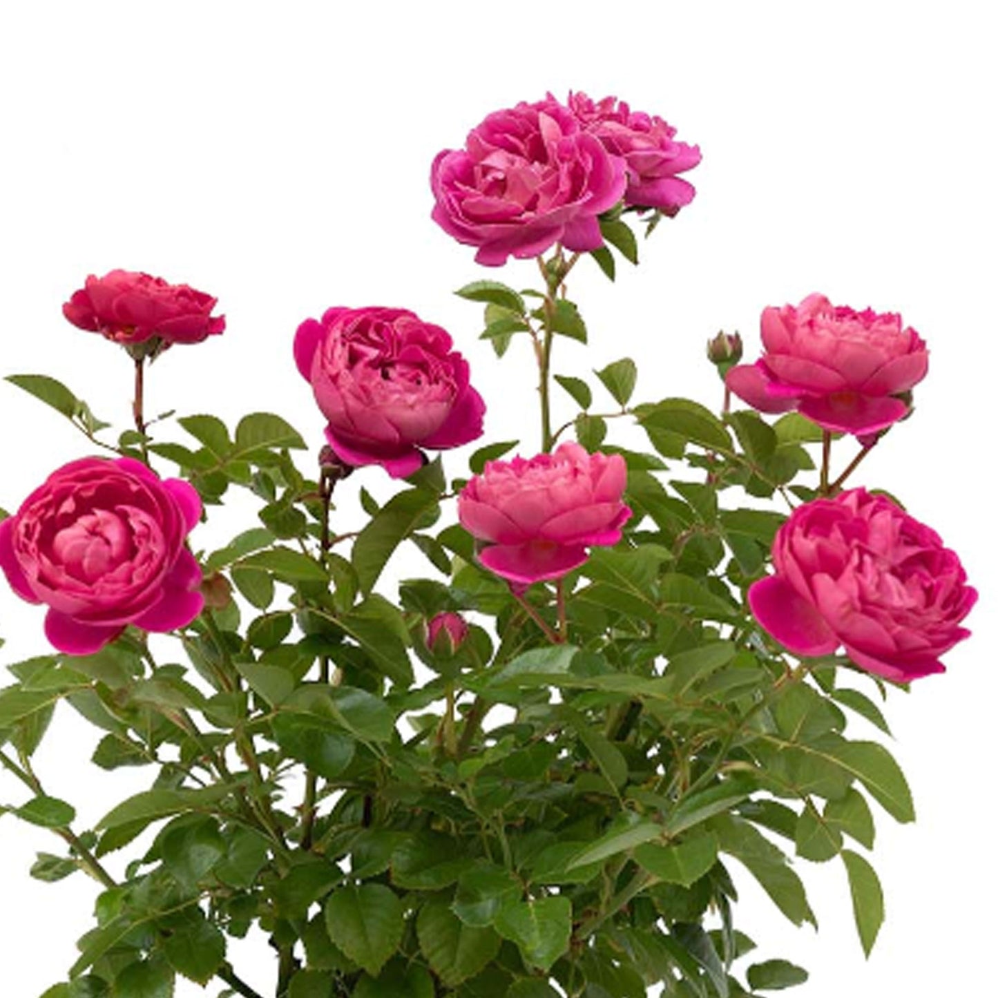 PowerPuff Pink Rose Plant 1.5 gallon Pot