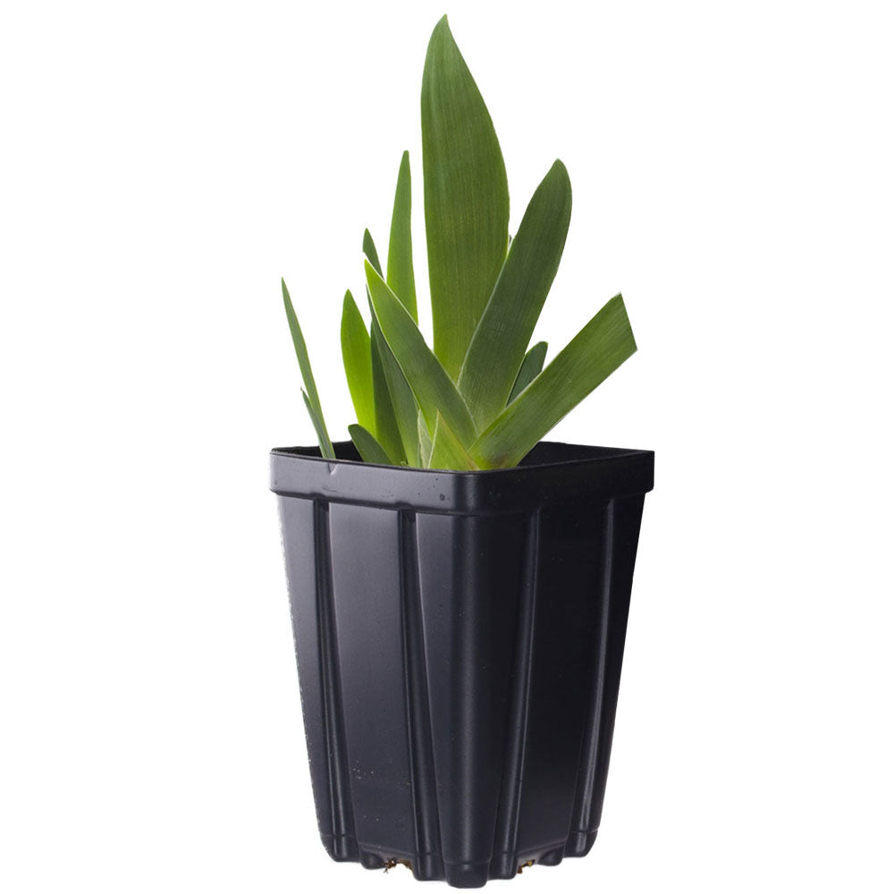 Ghost Train Bearded Iris Potted Quart Pot