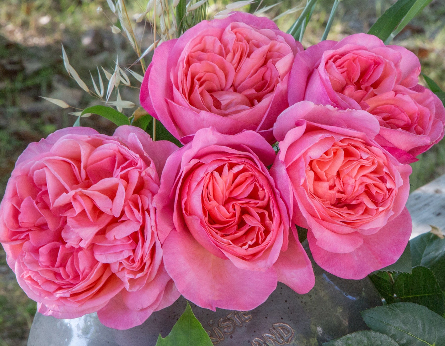 Parfuma Summer Romance Floribunda Rose Plant 1.5 gallon Pot