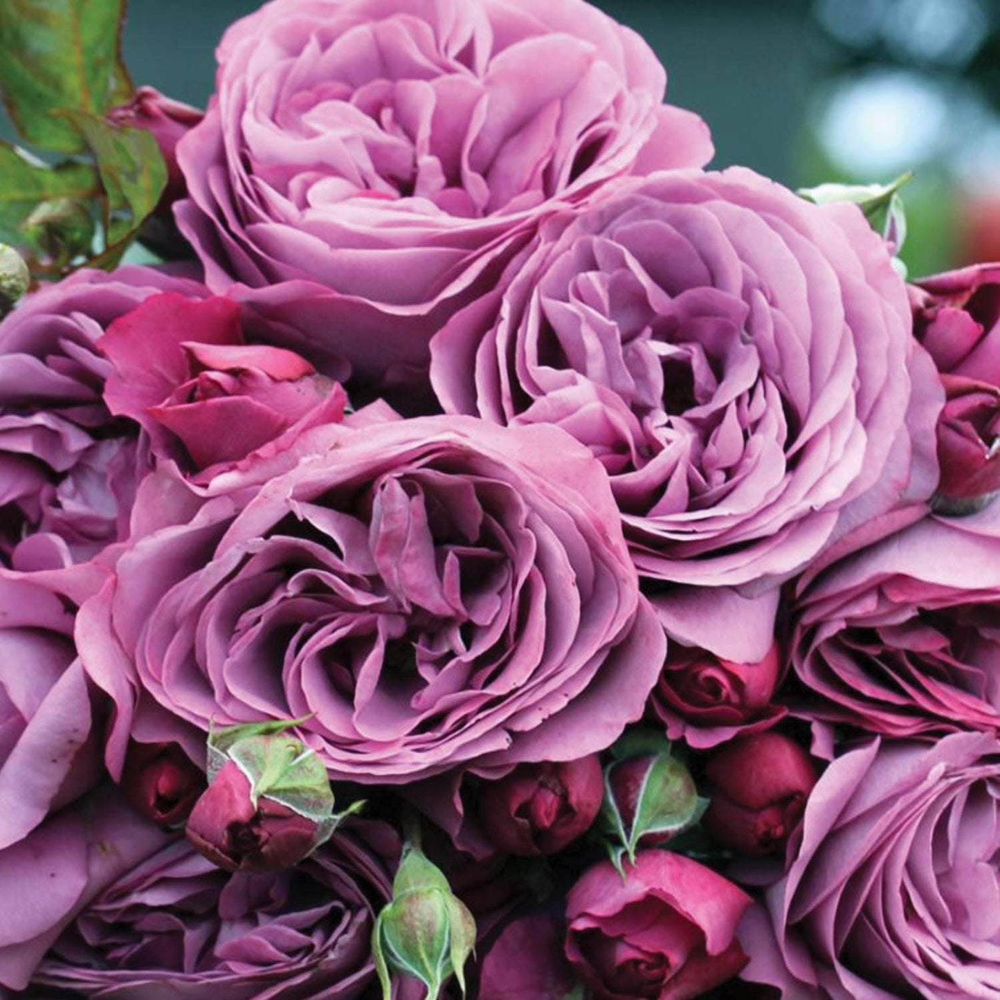 Plum Perfect Rose 1.5 Gallon Pot Fragrant Purple Rose Plant