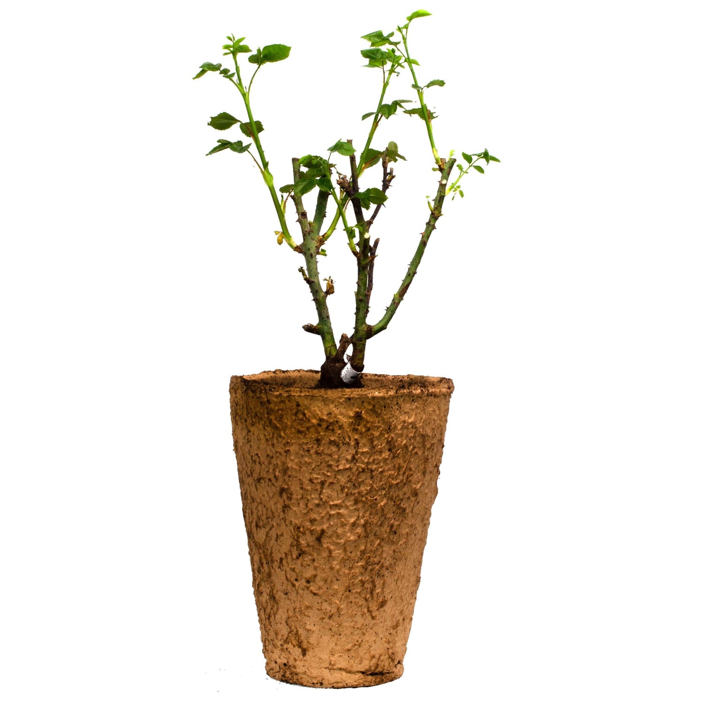 Sterling Silver Rose 1.5 Gallon Pot