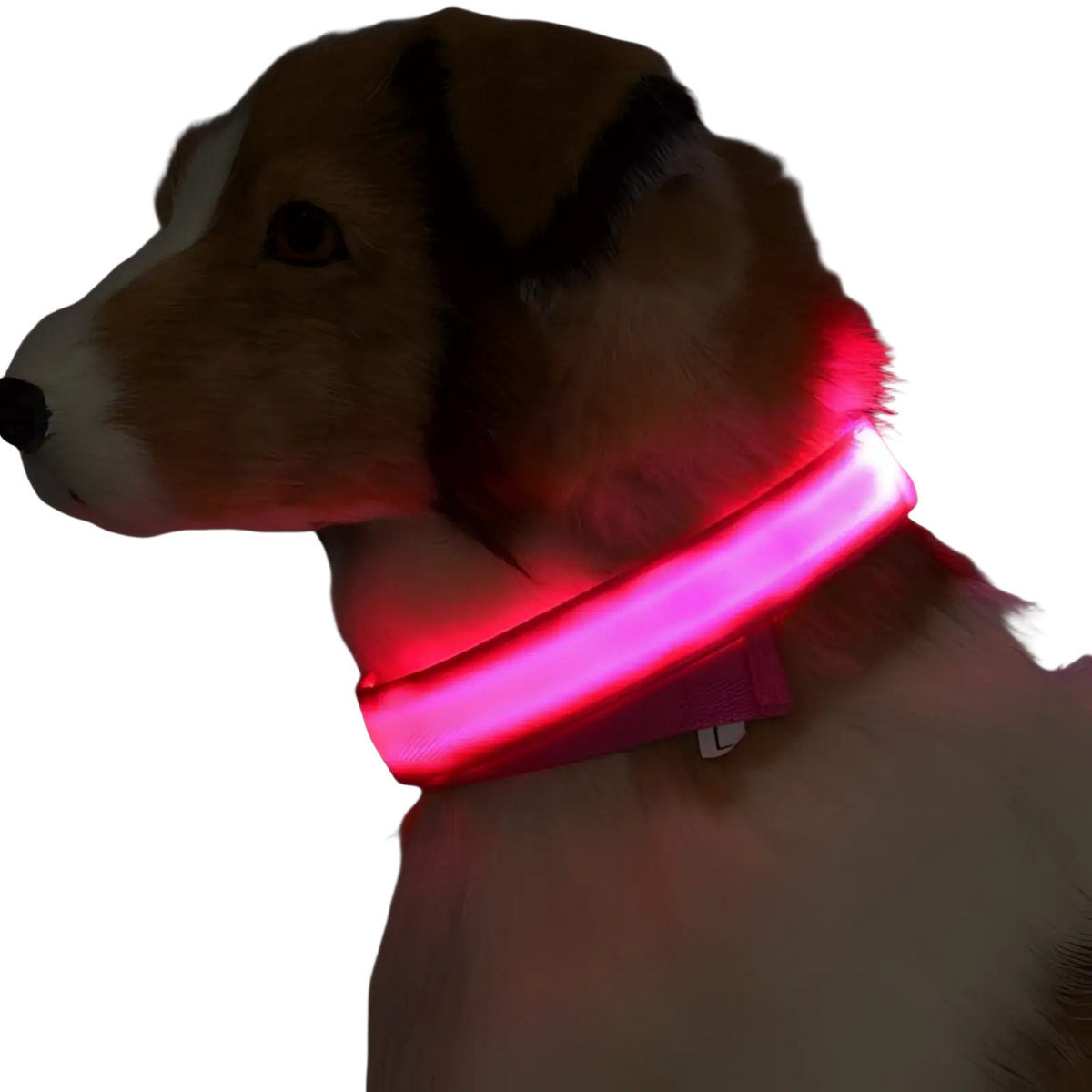 Led Dog Collar Night Safety Glowing Nylon Pet Leash