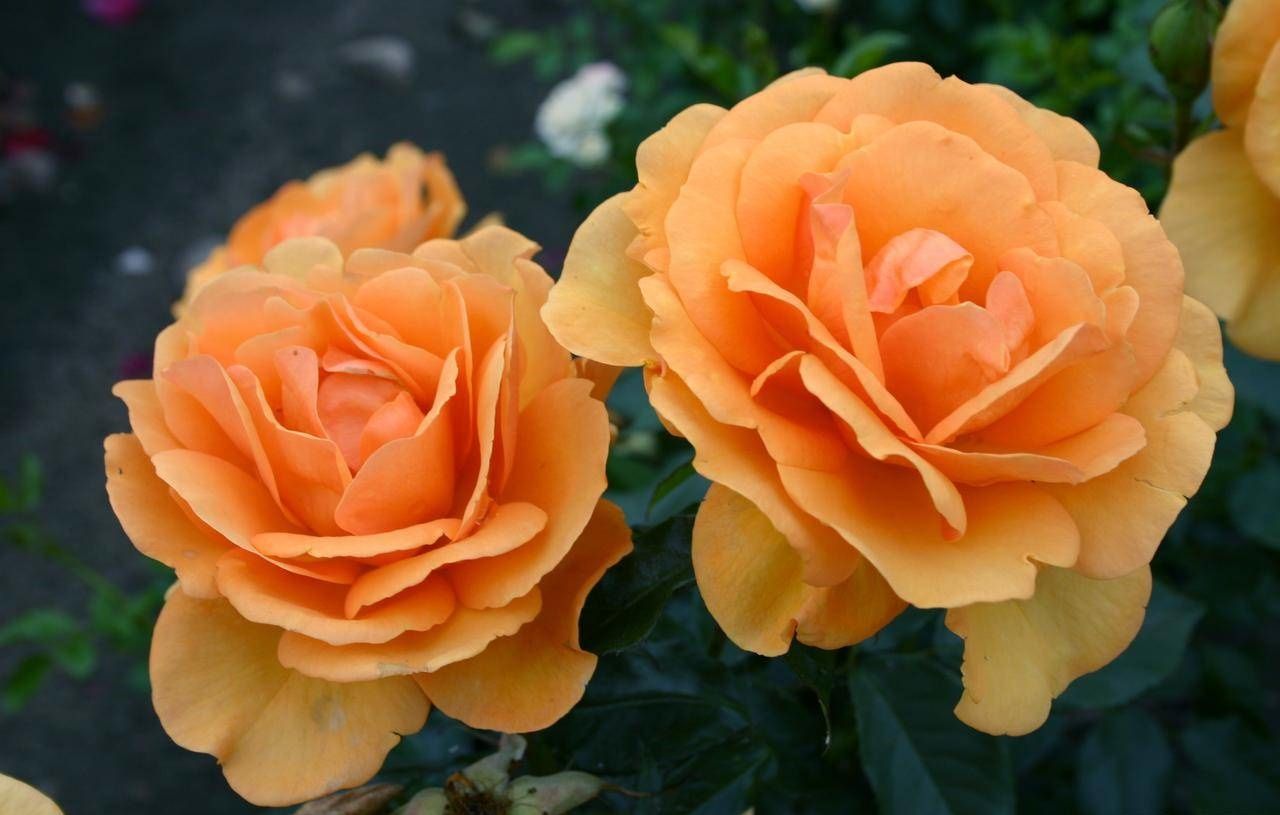 South Africa Rose 1.5 Gallon Container